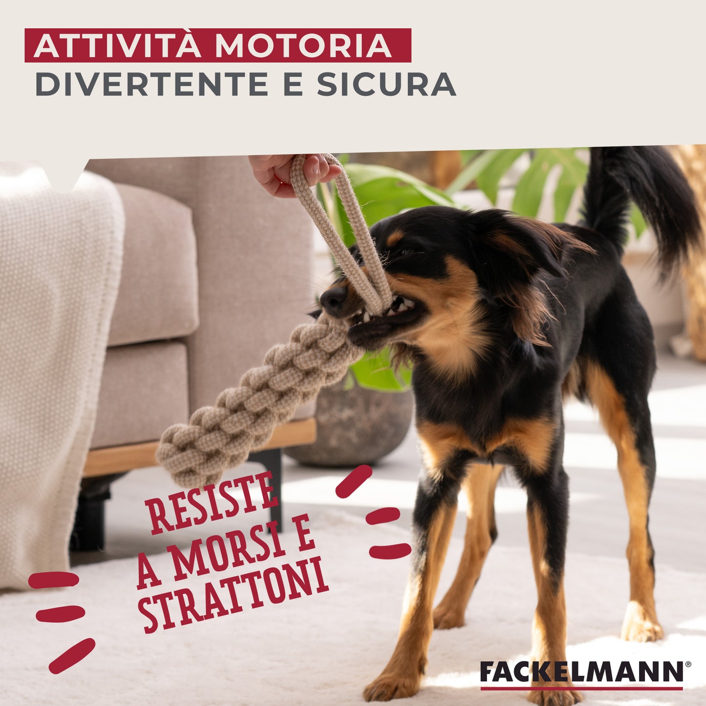 Set gioco per cani, treccia e pallina
