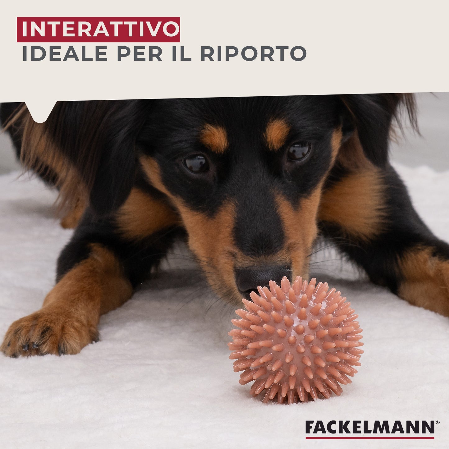 Set gioco per cani, treccia e pallina